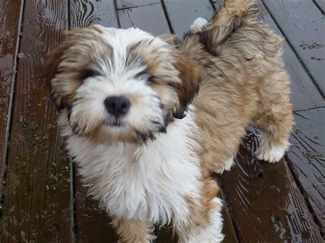 Rules of the Jungle: Tibetan terrier puppies