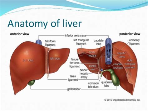 Hepatocellular carcinoma