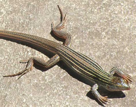 Texas Spotted Whiptail Facts and Pictures | Reptile Fact