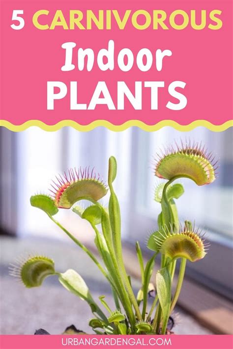 5 Carnivorous Indoor Plants | Carnivorous plants care, Carnivorous ...