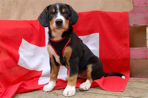 Entlebucher Mountain Dog Physical & Character Traits – Showsight Magazine