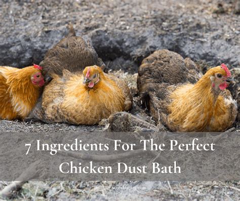 Dust bath for chickens – Artofit