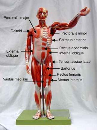 Skeletal Muscle Labeled Diagram