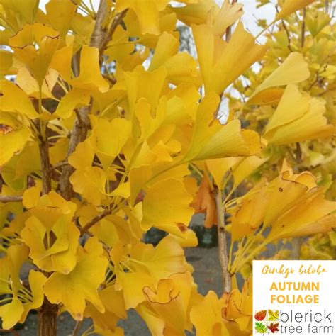 Ginkgo biloba 'Maidenhair Tree' - Blerick Tree Farm