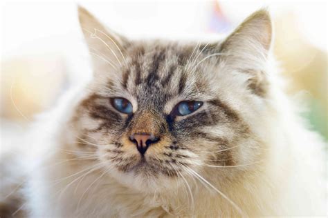 The 10 Largest Domesticated Cat Breeds