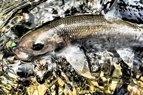 Mountain Whitefish | Native Fish Society