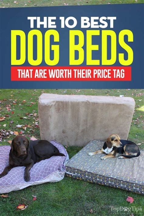 10 Best Dog Bed Brands for Small & Large Dogs (Updated 2024)