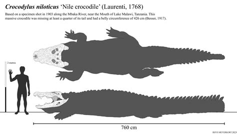 Giant Nile crocodile of Mbaka River by Paleonerd01 on DeviantArt