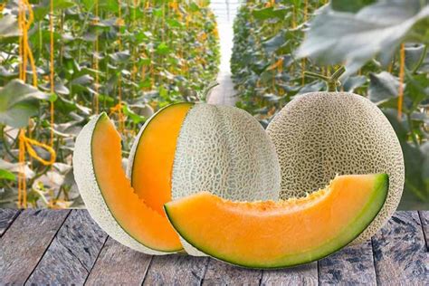 11 of the Best Cantaloupe Cultivars | Gardener’s Path