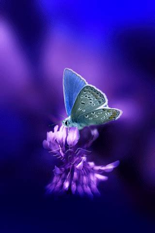 Animated Butterfly Wallpaper Gif