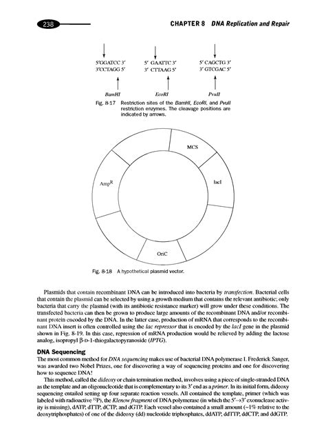 BamHI restriction site - Big Chemical Encyclopedia