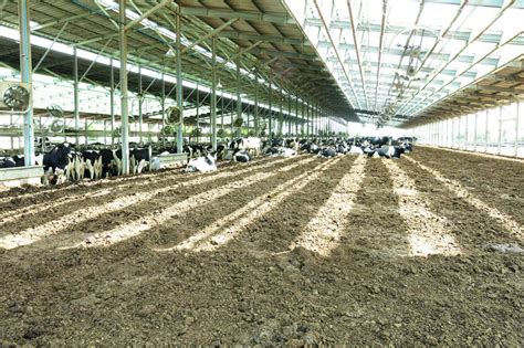 How to design the ideal dairy barn - Dairy Global