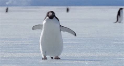 Snow Penguin GIF - Snow Penguin Walking - Discover & Share GIFs