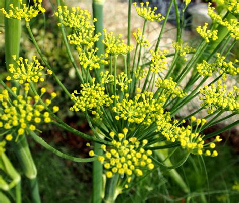 Fennel Florence Seeds - Foeniculum Vulgare