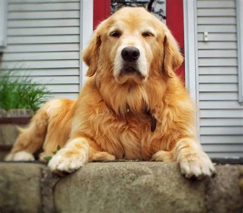 Field Golden Retriever vs. Show Golden Retriever (7 Differences ...