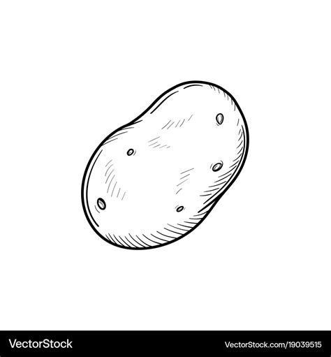 Potato hand drawn sketch icon Royalty Free Vector Image