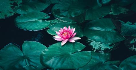 Wallpaper lotus, flower, pink flower, pond desktop wallpaper, hd image ...