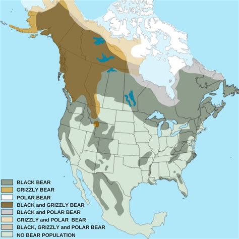 black bear grizzly bear population and distribution united states ...