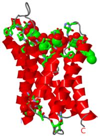 Aquaporin 4 - Proteopedia, life in 3D