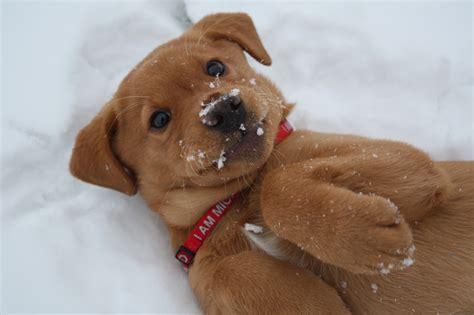 15 Puppies Seeing Snow For The First Time Will Warm Your Cold Winter Heart