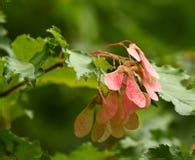 Colorful Maple Seeds Royalty Free Stock Photos - Image: 3737858