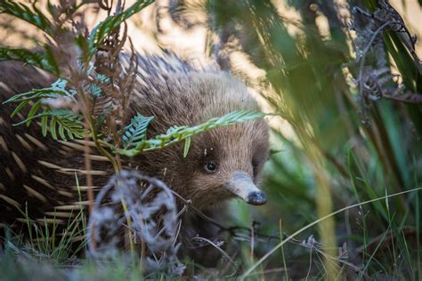 Short-Beaked Echidna | Sean Crane Photography