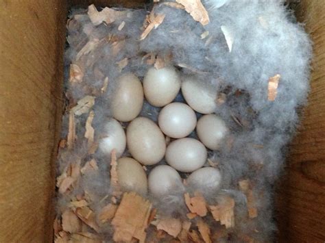 Help hatching wood duck eggs!!