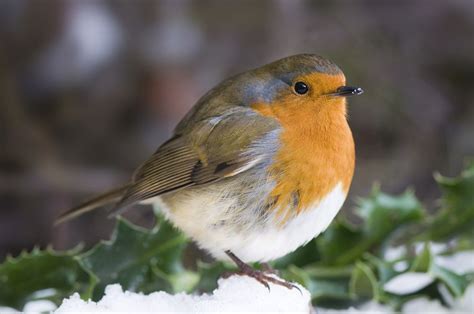 Winter Robin | Bird photo, Robin bird, Animals