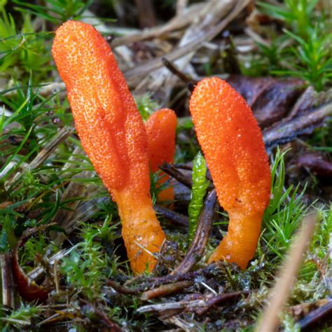 Cordyceps militaris | Anything Mushroom