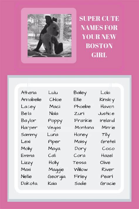 baby boston terrier names - Piercing Website Art Gallery