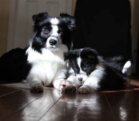 Miniature Border Collie Puppies For Sale - PetsWall