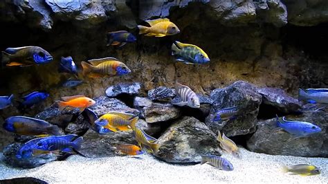 placidochromis jalo reef | Африканские цихлиды, Цихлиды, Аквариумная рыбка