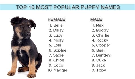 Choosing a name for your puppy – Gwinnett Pet Watchers