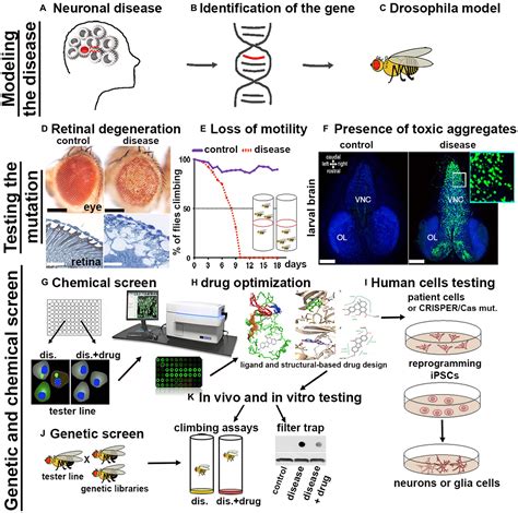 Frontiers | Drosophila melanogaster as a model to study autophagy in ...