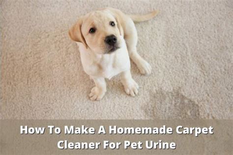 How To Make A Homemade Carpet Cleaner For Pet Urine - Household Advice