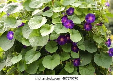 32 Chelsea Physic Garden Images, Stock Photos & Vectors | Shutterstock