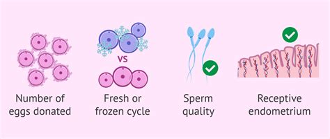 Factors affecting success rates in IVF with donor eggs