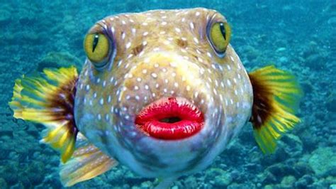 Funny Fish Fact #1: This fish has funny big lips hahahah look at his ...