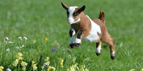 Cute Goats - Baby Goats In Spring - HD wallpaper | Pxfuel