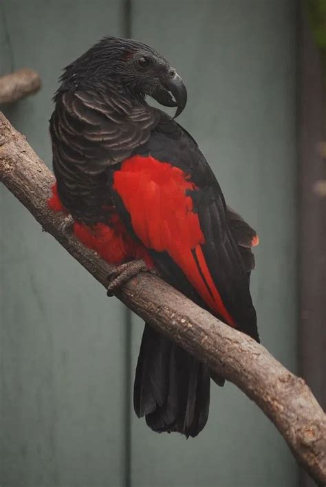 dracula parrot - Google Search in 2021 | Unusual animals, Pet birds, Animals wild