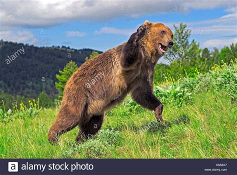 Bear Attacking High Resolution Stock Photography and Images - Alamy