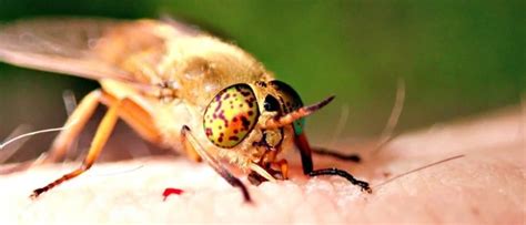 Fly Lifespan: How Long Do Flies Live? - A-Z Animals