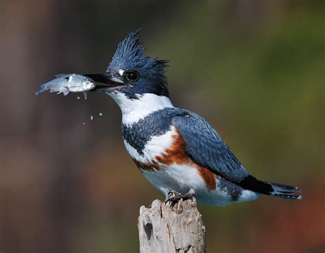 Belted Kingfisher Eating Fish | semashow.com