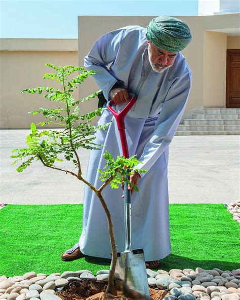 HM Plants Frankincense Tree In Salalah |Arablocal Oman news