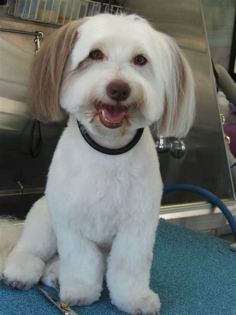 Coton De Tulear grooming | Coton de tulear puppy, Coton de tulear ...