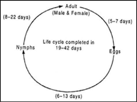 3: The Life Cycle of the Leafhopper. | Download Scientific Diagram