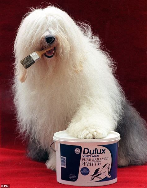 Brush with doom for dwindling Dulux dog: Old English sheepdog as seen in TV adverts is in ...