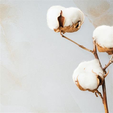 Cotton flower background and design space | premium image by rawpixel.com / sasi | Flower ...