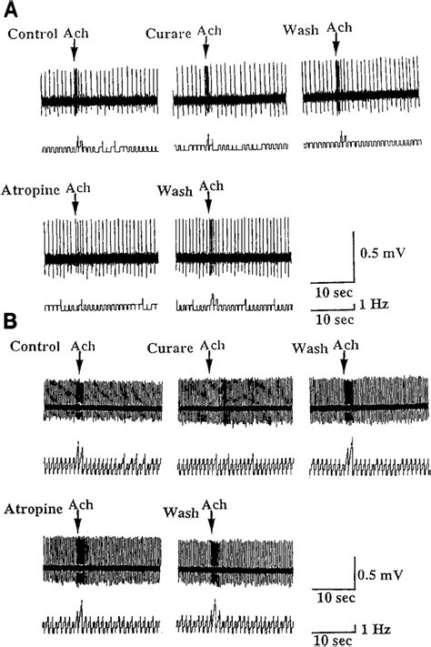 Effect of nicotinic and muscarinic antagonists on ACh responses. A ...