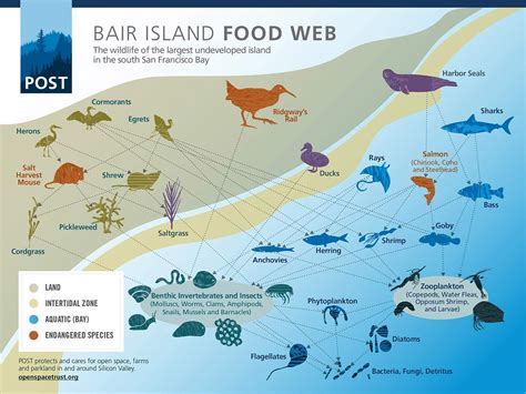 The Food Web of Bair Island - POST